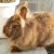 Our Bunny Rabbits